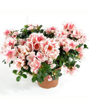 Азалия нежно-розовая Комнатное растение