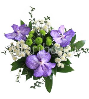 Синеглазка Орхидея, хризантема