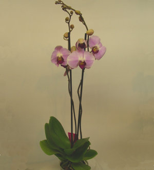 Фаленопсис Орхидея, комнатное растение