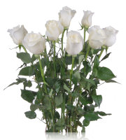 Белые розы 15 шт
