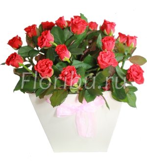 Красные розы в коробке 19 роз
